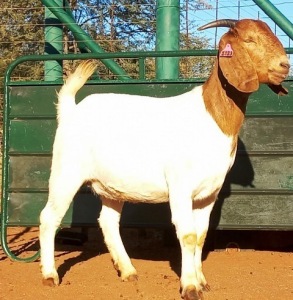 1X BOERBOK FLOCK OOI/EWE JAZETT GENETICS