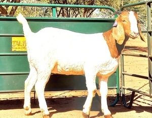 1X BOERBOK FLOCK OOI/EWE JAZETT GENETICS