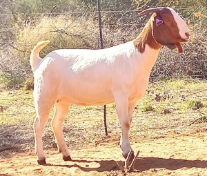 1X BOERBOK FLOCK OOI/EWE JAZETT GENETICS