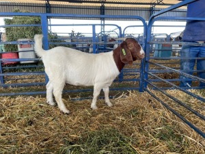 1X BOER GOAT FLOCK OOI/EWE Sakkie Nell