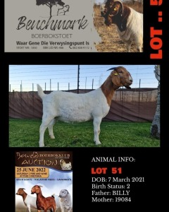 1X BOERBOK STUD PREGNANT OOI/EWE BENCHMARK BOERBOKSTOET