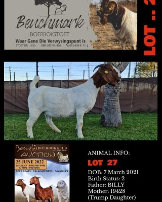 1X BOERBOK STUD PREGNANT OOI/EWE BENCHMARK BOERBOKSTOET