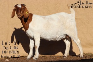 1X BOERBOK FLOCK PREGNANT OOI/EWE JOHN BOTES BOERDERY