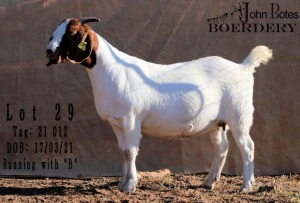 1X BOERBOK STUD PREGNANT OOI/EWE JOHN BOTES BOERDERY