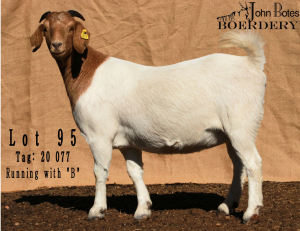 1X BOERBOK FLOCK PREGNANT OOI/EWE JOHN BOTES BOERDERY