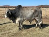 1 x GREY BRAHMAN BULL 1781/6522 BPJ MASIRE