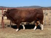 1 x SIMMENTAL BULL 1861/8520 BPJ MASIRE