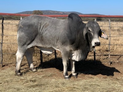 1 x GREY BRAHMAN BULL 1787/6736 BPJ MASIRE