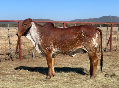 1 x RED BRAHMAN HEIFER 1685/9053 BPJ MASIRE