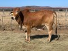 1 x RED BRAHMAN HEIFER 1787/6763 BPJ MASIRE