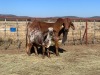 1+1 x RED BRAHMAN COW + CALF 1309/6109 BPJ MASIRE