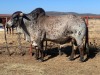 1 x RED BRAHMAN BULL 1469/7993 BPJ MASIRE