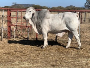 1 x GREY BRAHMAN BULL 1781/6516 BPJ MASIRE