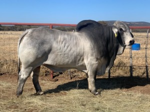 1 x GREY BRAHMAN BULL 1861/8522 BPJ MASIRE