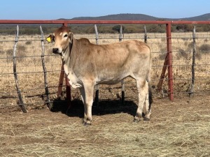 1 x RED BRAHMAN HEIFER 1861-8526 BPJ MASIRE