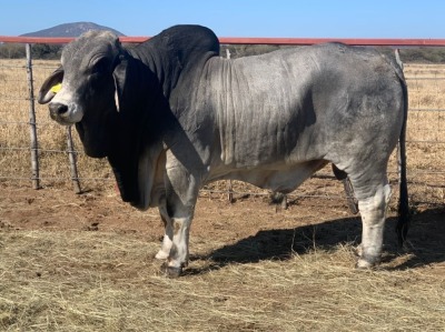 1 x GREY BRAHMAN BULL 1861/8521 BPJ MASIRE