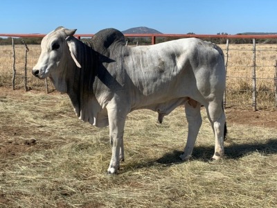 1 x GREY BRAHMAN BULL 1787/6745 BPJ MASIRE