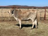 1 x RED BRAHMAN HEIFER 1818/0291 BPJ MASIRE