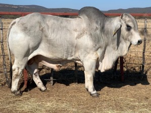 1 x GREY BRAHMAN BULL 1861/8523 BPJ MASIRE