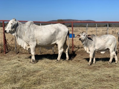 1+1 x GREY BRAHMAN COW + CALF 1861/8530 BPJ MASIRE
