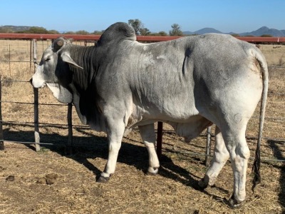 1 x GREY BRAHMAN BULL 1781/6528 BPJ MASIRE