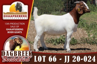 LOT 66 1X OOI/EWE BOERBOK DAGBREEKSTOET - KUDDE/FLOCK