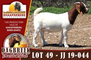 LOT 49 1X OOI/EWE BOERBOK DAGBREEKSTOET - KUDDE/FLOCK