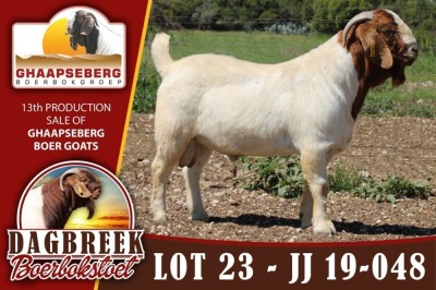 LOT 23 1X RAM BOERBOK DAGBREEKSTOET - KUDDE/FLOCK