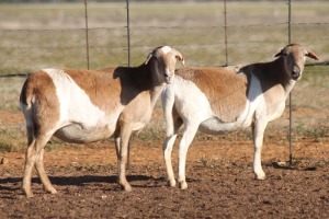 2X MEATMASTER OOI/EWE ONDER DIE BESKERMING (PAY PER PIECE TO TAKE THE LOT)