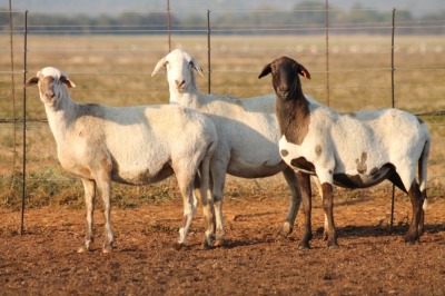 3X MEATMASTER OOI/EWE ONDER DIE BESKERMING (PAY PER PIECE TO TAKE THE LOT)