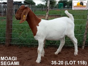 LOT 118 1X KOMMERSIELE OOI/COMMERCIAL EWE BOERBOK MS FARMING HEUNINGVLEI 072 542 4271