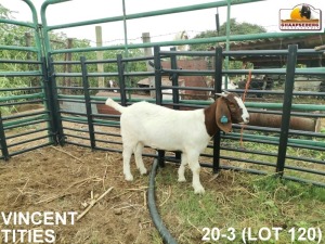 LOT 120 1X KOMMERSIELE OOI/COMMERCIAL EWE BOERBOK VINCENT TITIES BOERBOKKE