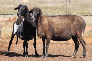 2X MEATMASTER OOI/EWE ONDER DIE BESKERMING (PAY PER PIECE TO TAKE THE LOT)