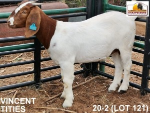 LOT 121 1X KOMMERSIELE OOI/COMMERCIAL EWE BOERBOK VINCENT TITIES BOERBOKKE