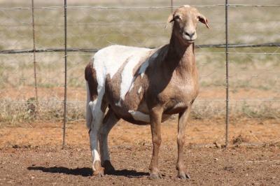 1X MEATMASTER OOI/EWE ONDER DIE BESKERMING