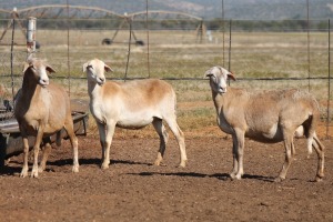 3X MEATMASTER OOI/EWE ONDER DIE BESKERMING (PAY PER PIECE TO TAKE THE LOT)