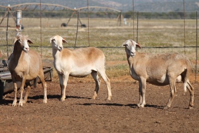 3X MEATMASTER OOI/EWE ONDER DIE BESKERMING (PAY PER PIECE TO TAKE THE LOT)