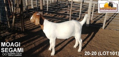 LOT 101 1X KOMMERSIELE OOI/COMMERCIAL EWE BOERBOK MS FARMING HEUNINGVLEI 072 542 4271