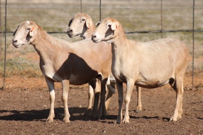 3X MEATMASTER OOI/EWE ONDER DIE BESKERMING (PAY PER PIECE TO TAKE THE LOT)