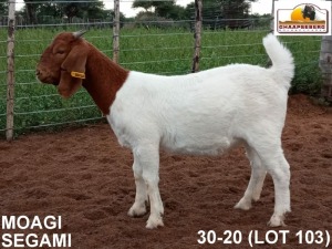 LOT 103 1X KOMMERSIELE OOI/COMMERCIAL EWE BOERBOK MS FARMING HEUNINGVLEI 072 542 4271