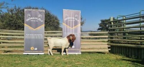 1X BOERBOK STUD RAM SHONGOLOLO BOERBOK STOET 1563