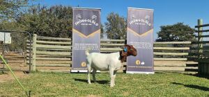 1X BOERBOK FLOCK PREGNANT OOI/EWE SHONGOLOLO BOERBOK STOET 1563