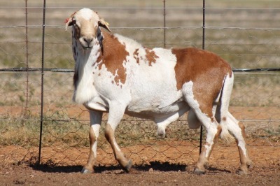 1X MEATMASTER RAM ONDER DIE BESKERMING