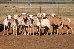 10X MEATMASTER OOI/EWE FLOCK (PAY PER PIECE TO TAKE THE LOT)