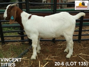 LOT 135 1X KOMMERSIELE OOI/COMMERCIAL EWE BOERBOK VINCENT TITIES BOERBOKKE