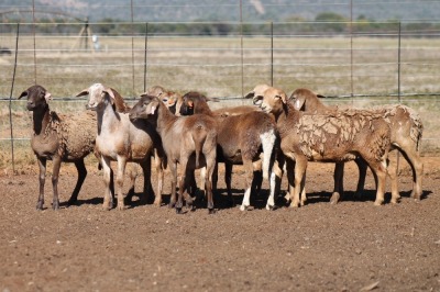 9X MEATMASTER OOI/EWE FLOCK (PAY PER PIECE TO TAKE THE LOT)