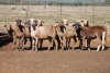 9X MEATMASTER OOI/EWE FLOCK (PAY PER PIECE TO TAKE THE LOT) - 2