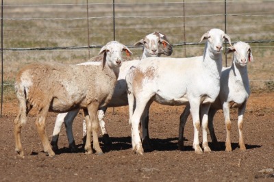 5X MEATMASTER OOI/EWE FLOCK (PAY PER PIECE TO TAKE THE LOT)