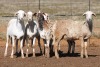 5X MEATMASTER OOI/EWE FLOCK (PAY PER PIECE TO TAKE THE LOT) - 2