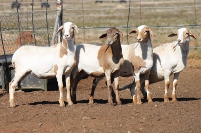 4X MEATMASTER OOI/EWE FLOCK (PAY PER PIECE TO TAKE THE LOT)